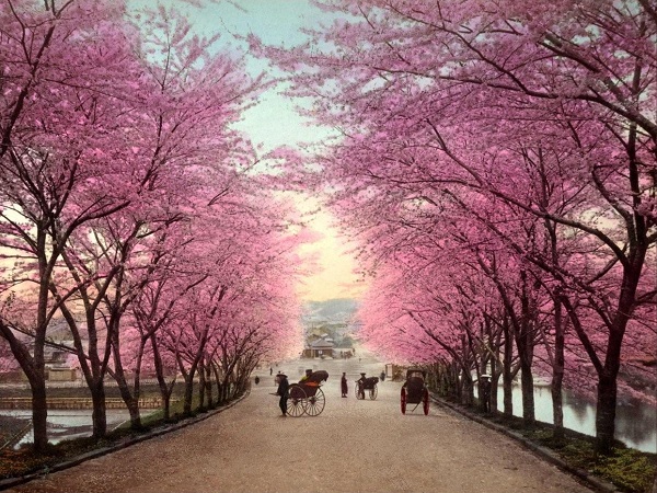 Cherry-blossom-in-japan