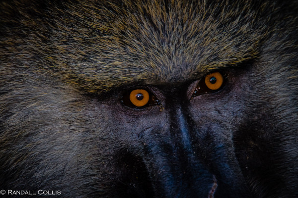 Kenya Maasai Mara Africa-15